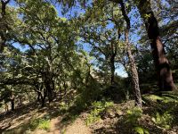 ...im Monchique-Gebirge (5) &ndash; &copy; Willi Thomas Krupp (Eberhardt TRAVEL)