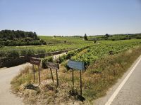 Weinberge im Duoro-Tal (3).jpg &ndash; &copy; Steffi Lambrecht (Eberhardt TRAVEL)