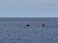 Whale Watching Tour (1) &ndash; &copy; Willi Thomas Krupp (Eberhardt TRAVEL)