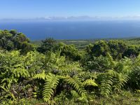 ...im Capelinho Gebiet (17) &ndash; &copy; Willi Thomas Krupp (Eberhardt TRAVEL)