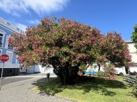 Ponta Delgada (20) &ndash; &copy; Willi Thomas Krupp (Eberhardt TRAVEL)