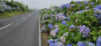 Hortensien gesäumte Strasse &ndash; &copy; Ria Heilmann (Eberhardt TRAVEL)