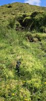 Moose in der Caldeira &ndash; &copy; Ria Heilmann (Eberhardt TRAVEL)