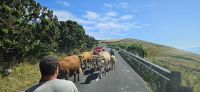 Kuhherde auf der Strasse &ndash; &copy; Ria Heilmann (Eberhardt TRAVEL)