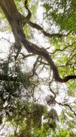 Parque Terra Nostra, São Miguel Island, Povoação, Azores, Portugal &ndash; &copy; Manuel Gonzalez Urrutia (Eberhardt TRAVEL)
