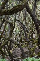 4. Tag - Madeira aktiv erleben - Wanderung im Tal von Rabacal (5) &ndash; &copy; Franziska Barthel (Eberhardt TRAVEL)