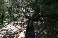 4. Tag - Madeira aktiv erleben - Wanderung im Tal von Rabacal (9) &ndash; &copy; Franziska Barthel (Eberhardt TRAVEL)