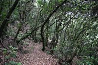 7. Tag - Madeira aktiv erleben - Wanderung Vereda das Funduras (4) &ndash; &copy; Franziska Barthel (Eberhardt TRAVEL)