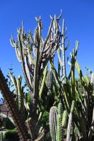 9. Tag - Madeira aktiv erleben - Funchal botanischer Garten (4)