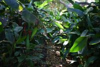 9. Tag - Madeira aktiv erleben - Funchal botanischer Garten (8)