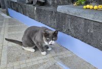 Sao Jorge, Schmusekater &ndash; &copy; Ria Heilmann (Eberhardt TRAVEL)