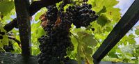 Terceira, Biscoitos, Weinmuseum &ndash; &copy; Ria Heilmann (Eberhardt TRAVEL)