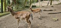 Graciosa, neugierige Wildtiere in der Caldeira &ndash; &copy; Ria Heilmann (Eberhardt TRAVEL)
