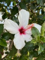 Armecao da Pepa (2) &ndash; &copy; Willi Thomas Krupp (Eberhardt TRAVEL)