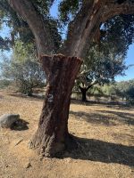 Korkeiche (2) &ndash; &copy; Willi Thomas Krupp (Eberhardt TRAVEL)