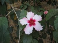 Hibiskus