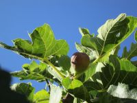 ...und Feigen &ndash; &copy; Heike Heinen (Eberhardt TRAVEL)