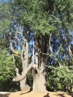 Libanon Zeder im Mateus Garten &ndash; &copy; Heike Heinen (Eberhardt TRAVEL)