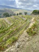 Weinanbaugebiete  &ndash; &copy; Heike Wagner (Eberhardt TRAVEL)