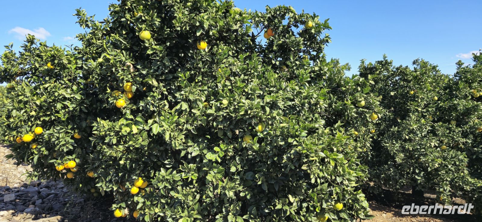 Orangenbäume &ndash; &copy; Marlies Thrum (Eberhardt TRAVEL)