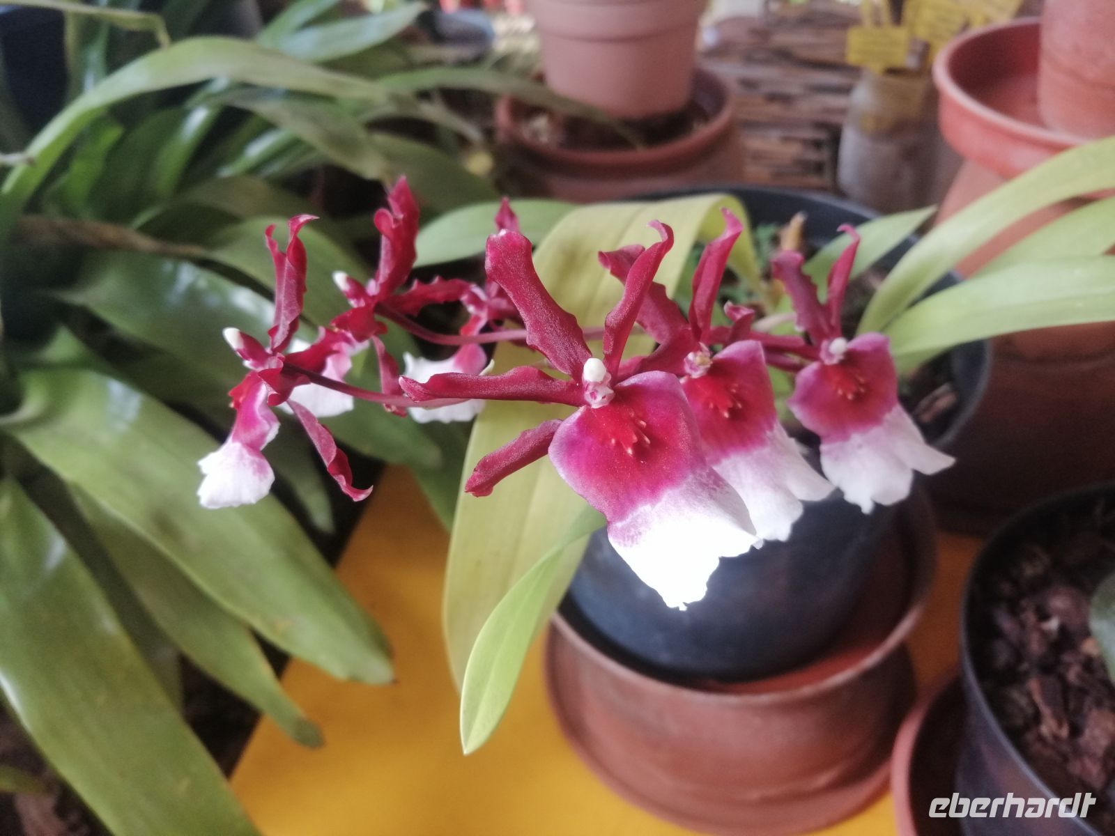 Orchideen Garten - Quinta do Boa Vista &ndash; &copy; Andrey Kulikov (Eberhardt TRAVEL)