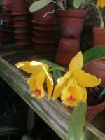 Orchideen Garten - Quinta do Boa Vista &ndash; &copy; Andrey Kulikov (Eberhardt TRAVEL)