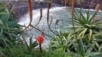 Blick auf Küste und Bucht in Madeira &ndash; &copy; Anette Rietz (Eberhardt TRAVEL)