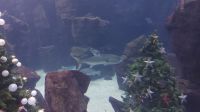 Aquarium Madeira in Porto Moniz &ndash; &copy; Anette Rietz (Eberhardt TRAVEL)