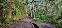 95 Levada Wanderung Balcoes
