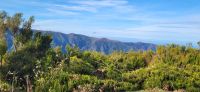 16 Wanderung Lorbeerwald &ndash; &copy; Susanne Schirmann (Eberhardt TRAVEL)