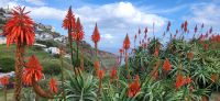 70 Madeira leuchtet &ndash; &copy; Susanne Schirmann (Eberhardt TRAVEL)