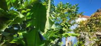 81 Bananenplantagenwanderung &ndash; &copy; Susanne Schirmann (Eberhardt TRAVEL)