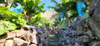 84 Bananenplantagenwanderung &ndash; &copy; Susanne Schirmann (Eberhardt TRAVEL)