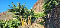 85 Bananenplantagenwanderung &ndash; &copy; Susanne Schirmann (Eberhardt TRAVEL)