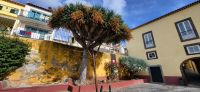 132 Drachenbaum &ndash; &copy; Susanne Schirmann (Eberhardt TRAVEL)