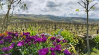 Weingut Quinta da Avessad &ndash; &copy; Monika Cortese (Eberhardt TRAVEL)