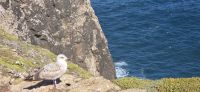 Cabo Sao Vicente (9) &ndash; &copy; Marcus Hasselhorst (Eberhardt TRAVEL)