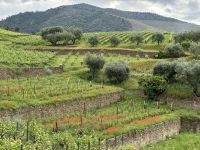 Weingut &ndash; &copy; Sabine Letzybyll (Eberhardt TRAVEL)