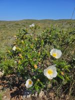 Zistrose &ndash; &copy; Mariele Legler (Eberhardt TRAVEL)