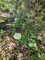 Calla &ndash; &copy; Mariele Legler (Eberhardt TRAVEL)