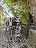 Kutschen in Sintra &ndash; &copy; Britta Martini-Miles (Eberhardt TRAVEL)