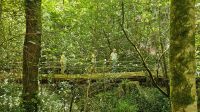 Naturpark Bussaco- wir sind mittendrin.jpg &ndash; &copy; Steffi Lambrecht (Eberhardt TRAVEL)