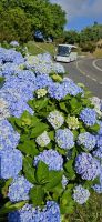 Indel Sao Miguel, unser Bus hinter Hortensien &ndash; &copy; Ria Heilmann (Eberhardt TRAVEL)