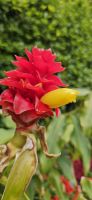 Insel Sao Miguel, Terra Nostra Park &ndash; &copy; Ria Heilmann (Eberhardt TRAVEL)