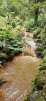 Insel Sao Miguel, Terra Nostra Park, Abfluss des Thermalwassers