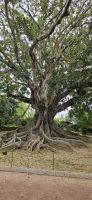 Insel Sao Miguel, Botanischer Garten &ndash; &copy; Ria Heilmann (Eberhardt TRAVEL)