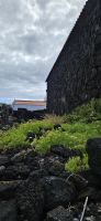 Insel Pico, Meerfenchel &ndash; &copy; Ria Heilmann (Eberhardt TRAVEL)