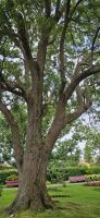 Insel Terceira, Angra, Park, Kampfer Baum, &ndash; &copy; Ria Heilmann (Eberhardt TRAVEL)