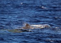 SpermWhale-WWA-20250726-Pottwal &ndash; &copy; Ria Heilmann (Eberhardt TRAVEL)