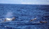 SpermWhale-WWA-20250726-Pottwal &ndash; &copy; Ria Heilmann (Eberhardt TRAVEL)